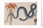 Eastern mud snake by Mark Catesby