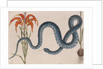 Eastern mud snake by Mark Catesby