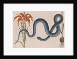 Eastern mud snake by Mark Catesby