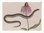 Eastern glass lizard by Mark Catesby
