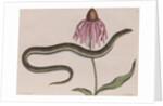Eastern glass lizard by Mark Catesby