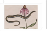 Eastern glass lizard by Mark Catesby