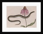 Eastern glass lizard by Mark Catesby