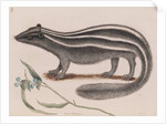 Eastern spotted skunk by Mark Catesby