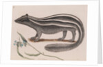 Eastern spotted skunk by Mark Catesby