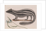 Eastern spotted skunk by Mark Catesby