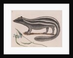 Eastern spotted skunk by Mark Catesby