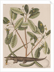 American alligator by Mark Catesby