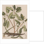 American alligator by Mark Catesby