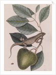 Green iguana by Mark Catesby