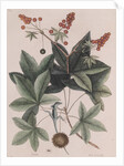 Green anole by Mark Catesby