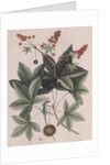 Green anole by Mark Catesby