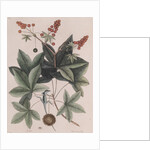 Green anole by Mark Catesby