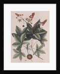 Green anole by Mark Catesby