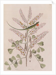 Jamaican giant anole by Mark Catesby