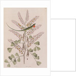 Jamaican giant anole by Mark Catesby