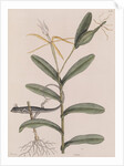 Six-lined racerunner by Mark Catesby