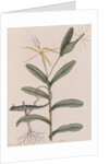 Six-lined racerunner by Mark Catesby