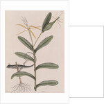 Six-lined racerunner by Mark Catesby