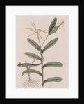 Six-lined racerunner by Mark Catesby