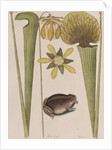 Southern toad by Mark Catesby
