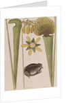 Southern toad by Mark Catesby