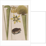 Southern toad by Mark Catesby