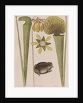 Southern toad by Mark Catesby