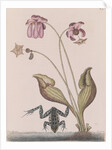 Northern leopard frog by Mark Catesby