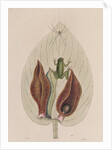 Green tree frog by Mark Catesby