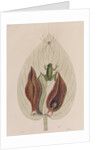 Green tree frog by Mark Catesby