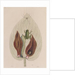 Green tree frog by Mark Catesby