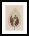 Green tree frog by Mark Catesby