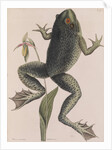 American bullfrog by Mark Catesby