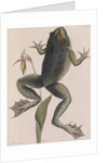 American bullfrog by Mark Catesby