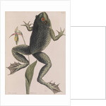 American bullfrog by Mark Catesby