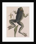 American bullfrog by Mark Catesby