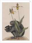 Eastern fox squirrel by Mark Catesby