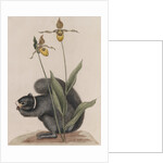 Eastern fox squirrel by Mark Catesby