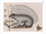 Eastern gray squirrel by Mark Catesby