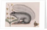 Eastern gray squirrel by Mark Catesby