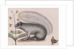 Eastern gray squirrel by Mark Catesby