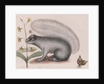 Eastern gray squirrel by Mark Catesby