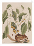 Eastern chipmunk by Mark Catesby