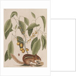 Eastern chipmunk by Mark Catesby