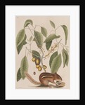 Eastern chipmunk by Mark Catesby