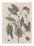 Southern flying squirrel by Mark Catesby