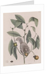 Southern flying squirrel by Mark Catesby