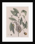 Southern flying squirrel by Mark Catesby