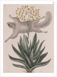 Southern flying squirrel by Mark Catesby